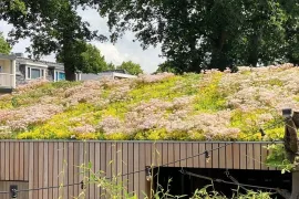 Zaaien tussen de sedum: zo krijgt je groendak kleur