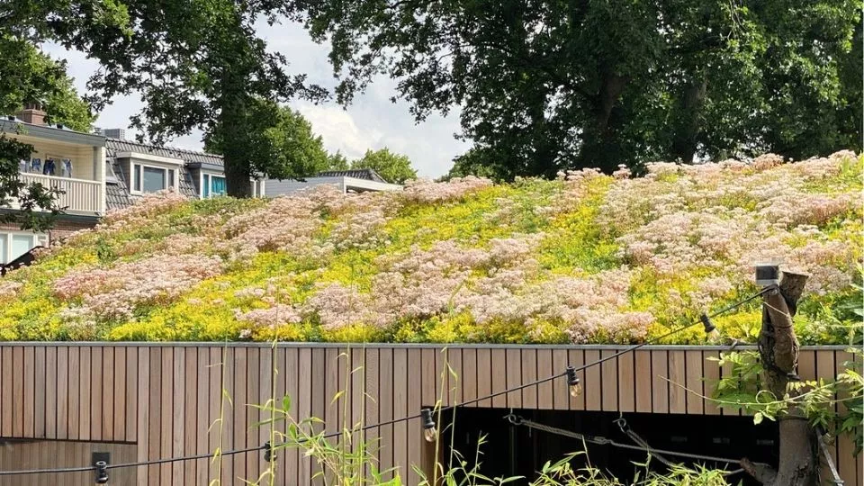 Afbeelding Zaaien tussen de sedum: zo krijgt je groendak kleur
