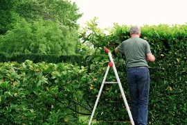 Laurierkers snoeien? Doe het tussen juni en september