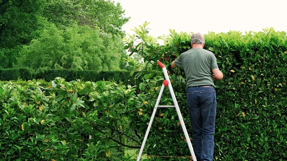 Afbeelding Laurierkers snoeien? Doe het tussen juni en september