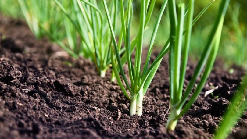 Stengelui zaaien in de volle grond