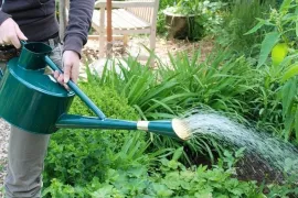 Een beetje gieten helpt niet: slim water geven in de zomer