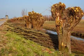 Wilg knotten: zo snoei je een knotwilg