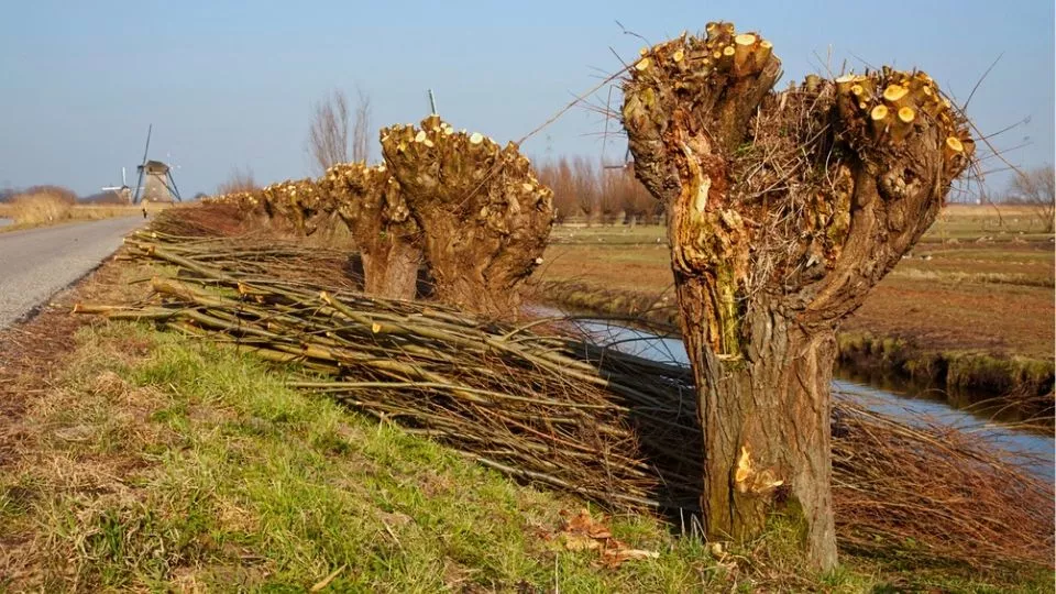 Afbeelding Wilg knotten: zo snoei je een knotwilg