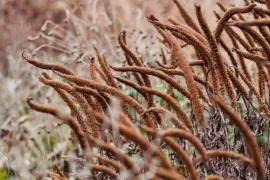 Laat maar staan: 6 toppers voor een wintersilhouet