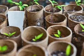 Zelf zaaipotjes maken zonder plastic