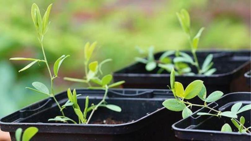 Aardaker (Lathyrus tuberosus): eetbare knolletjes van een inheemse klimmer