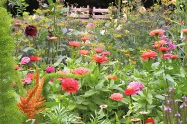 Amarant en zinnia: plukbloemen vol kleur