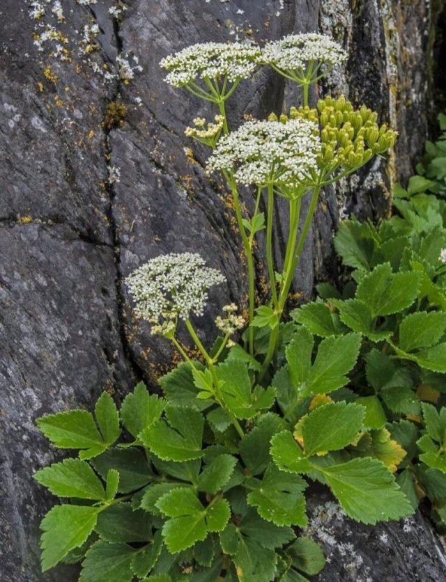 Zelf vaste planten zaaien: bergsteentijm, teunisbloem, anemoon en zeelavas