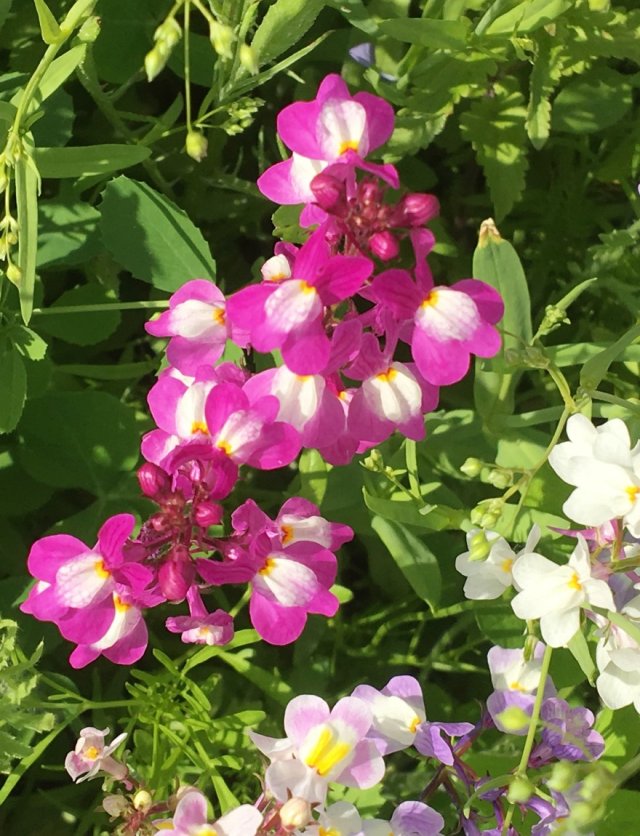 Zaaien in maart, bloemen in mei: hallo vlasleeuwenbekje