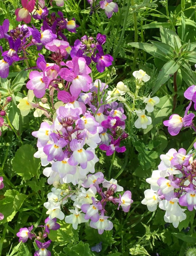 Zaaien in maart, bloemen in mei: hallo vlasleeuwenbekje