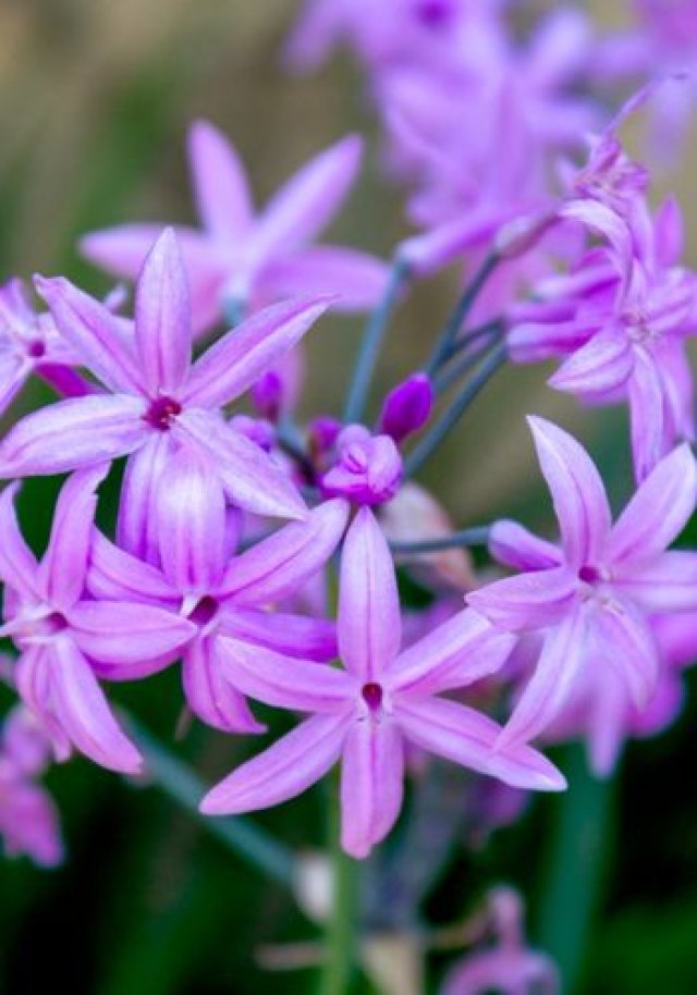 Vorig jaar uitverkocht: wilde knoflook is terug