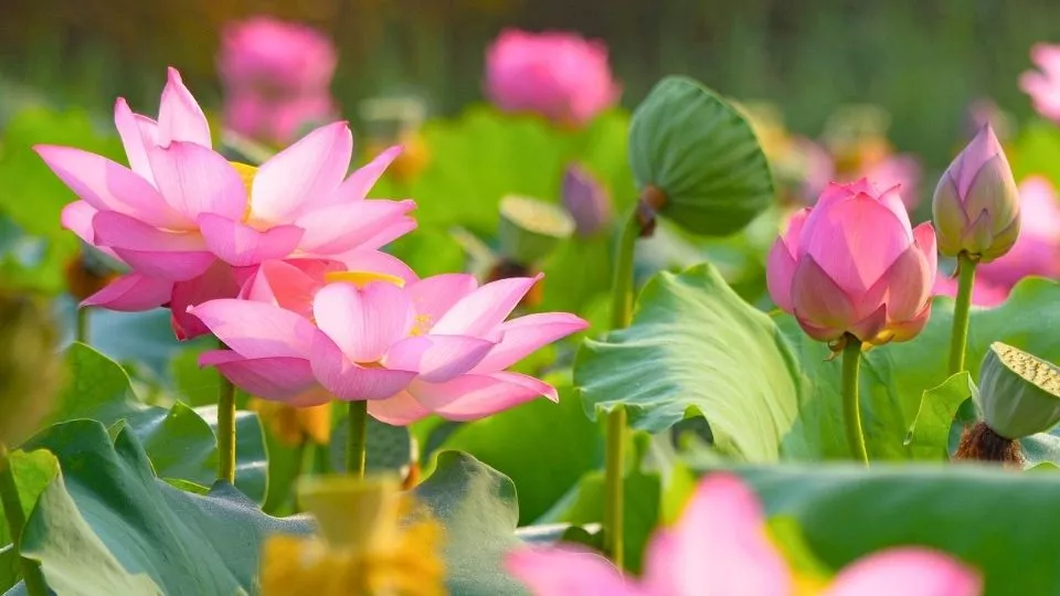 Afbeelding Zen op de vensterbank: kweek je eigen heilige lotus
