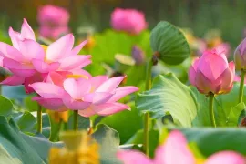 Zen op de vensterbank: kweek je eigen heilige lotus