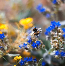 Variatie in beplanting