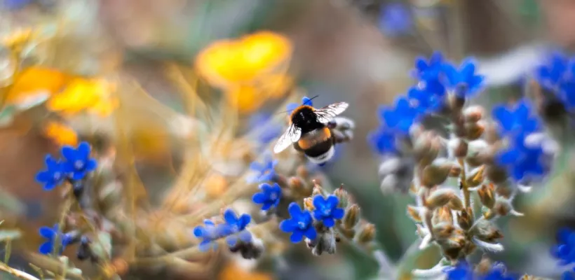 Variatie in beplanting