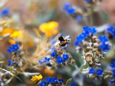 Variatie in beplanting