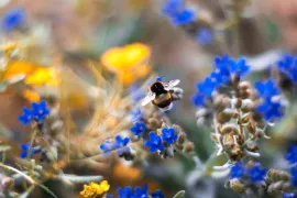 Variatie in beplanting