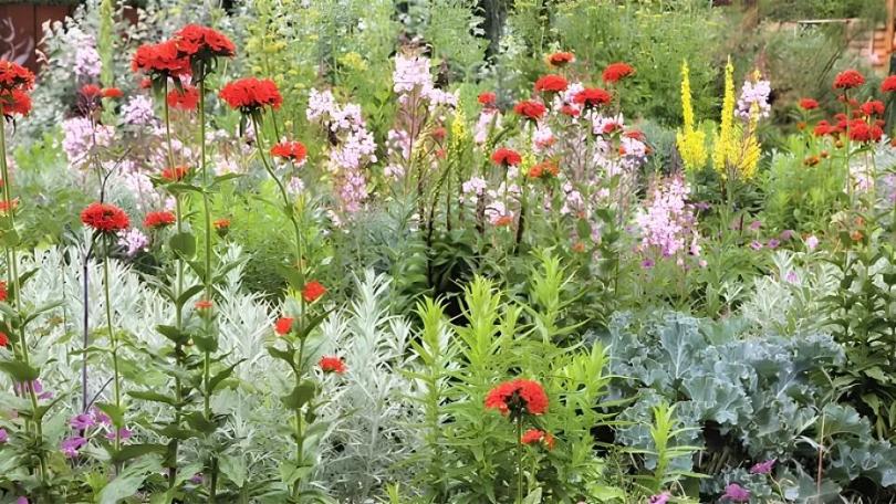 Lychnis: van prikneus tot koekoeksbloem