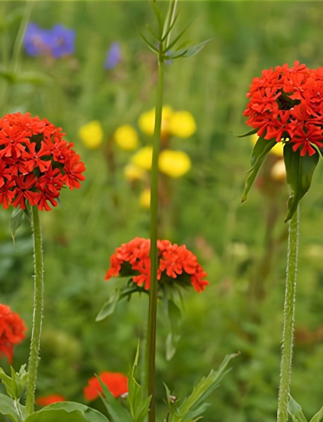 Lychnis: van prikneus tot koekoeksbloem