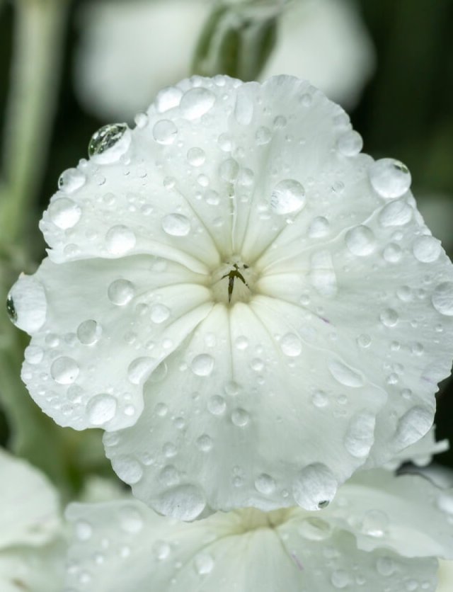 Lychnis: van prikneus tot koekoeksbloem