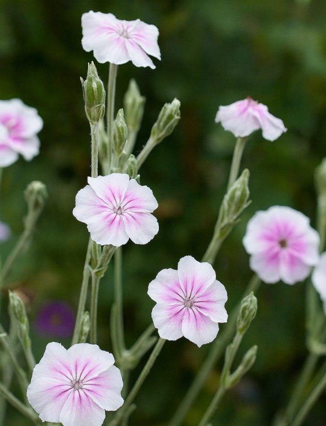 Lychnis: van prikneus tot koekoeksbloem
