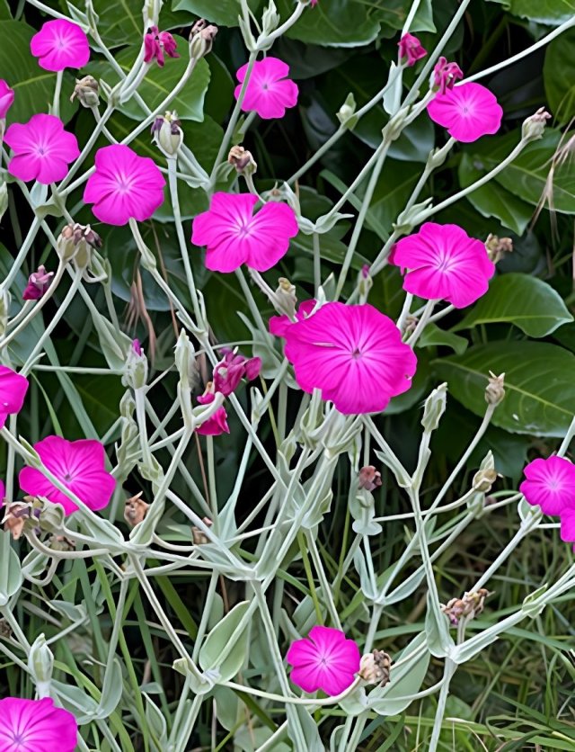 Lychnis: van prikneus tot koekoeksbloem