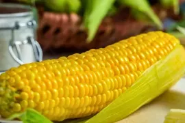 Suikermais zaaien in de moestuin: zoeter dan je verwacht