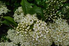 5 heesters die perfect passen in een vogelbosje!