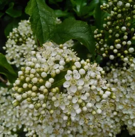 5 heesters die perfect passen in een vogelbosje!