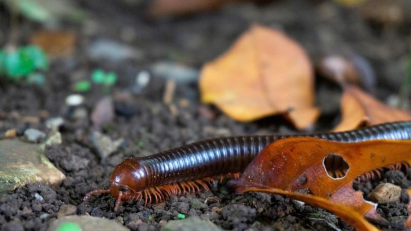 Tuinklussen oktober: 14 klussen voor de herfst