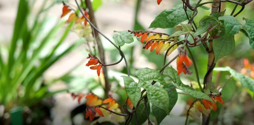 G&B OpentuinTV: Tuin van Mercedes Docter in Heiloo