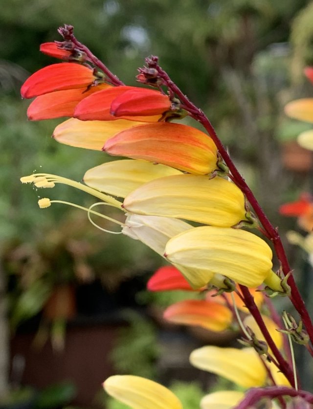 Eenjarige klimmers: snel omhoog, een zomer vol bloemen