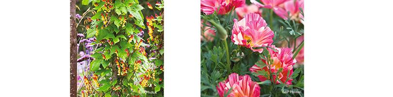 Zaad bestellen van o.a. Mina lobata en Hibiscus cannabinus