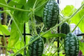 Melothria: een klimmer vol minikomkommers