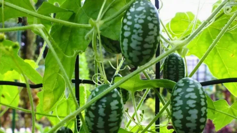 Afbeelding Melothria: een klimmer vol minikomkommers