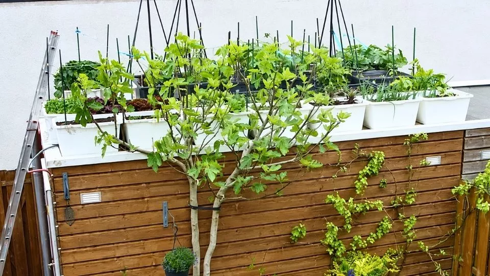 Afbeelding Mijn moestuin ligt op het dak van de schuur