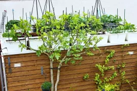 Mijn moestuin ligt op het dak van de schuur