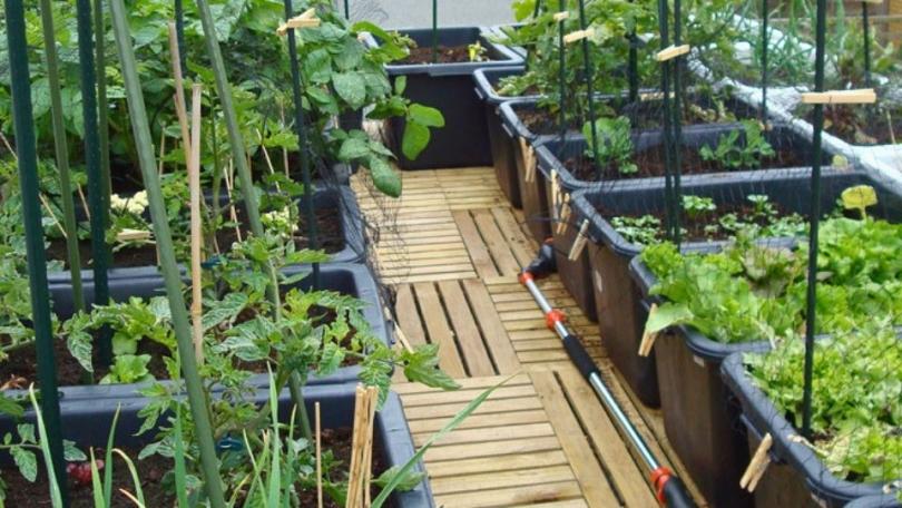 Mijn moestuin ligt op het dak van de schuur