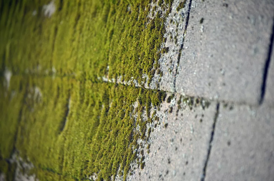 Afbeelding Middeltjes tegen groene aanslag