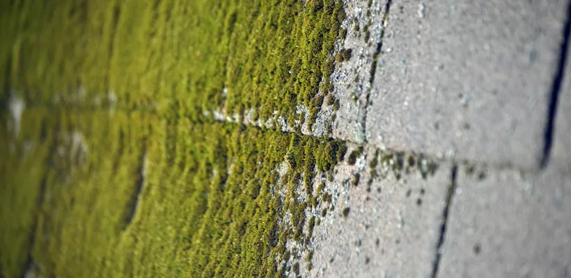 Middeltjes tegen groene aanslag