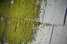 Middeltjes tegen groene aanslag