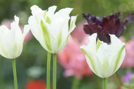 Tulpen afknippen