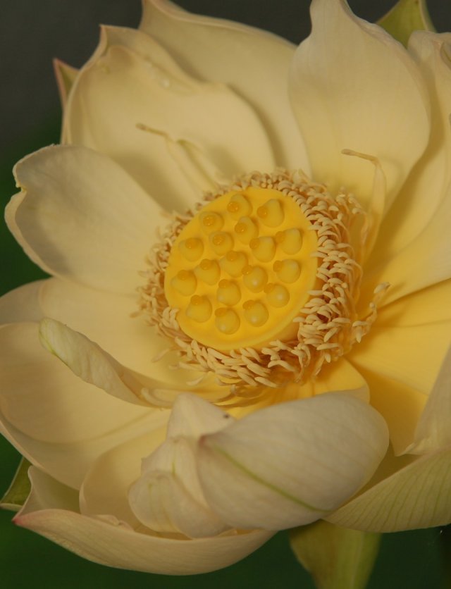  Zen op de vensterbank: kweek je eigen heilige lotus