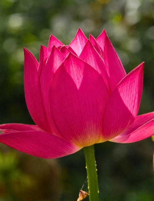  Zen op de vensterbank: kweek je eigen heilige lotus