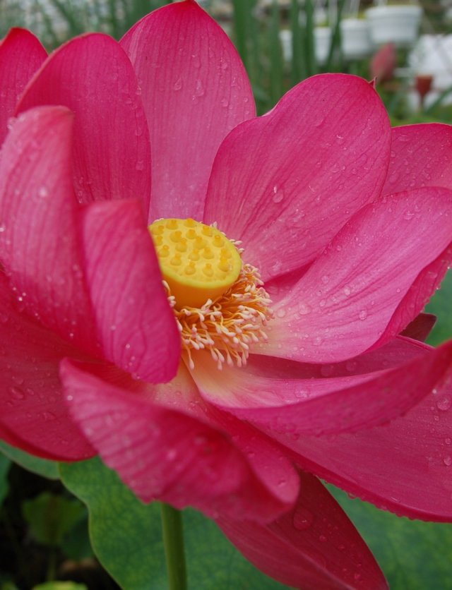  Zen op de vensterbank: kweek je eigen heilige lotus