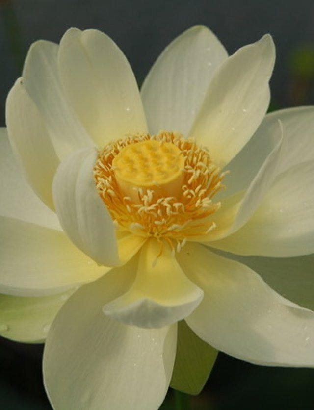  Zen op de vensterbank: kweek je eigen heilige lotus