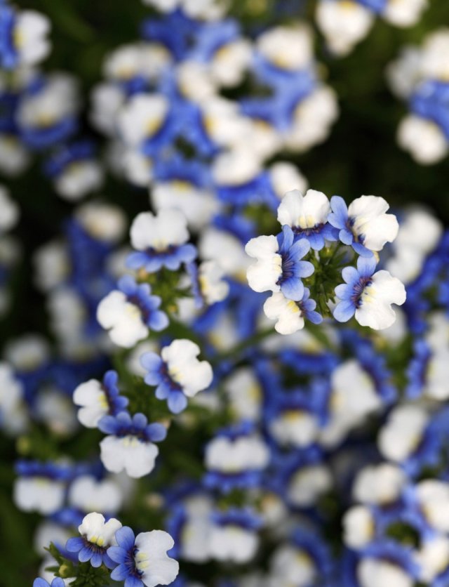 Eenjarigen voor een lange pluk: verbena, scabiosa en meer om zelf te zaaien