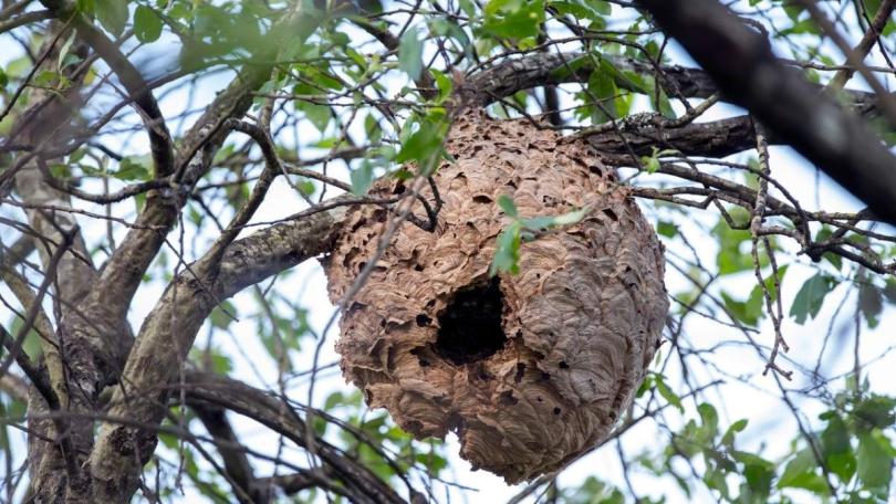 Geelpoothoornaar in je tuin? Check vóór het snoeien op een nest