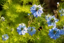 Winterharde eenjarigen: speelse bloemen die overal opduiken